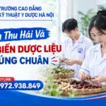 Cách Thu Hái Và Chế Biến Dược Liệu Đúng Chuẩn – Kiến Thức Nền Tảng Cho Người Học Y Dược
